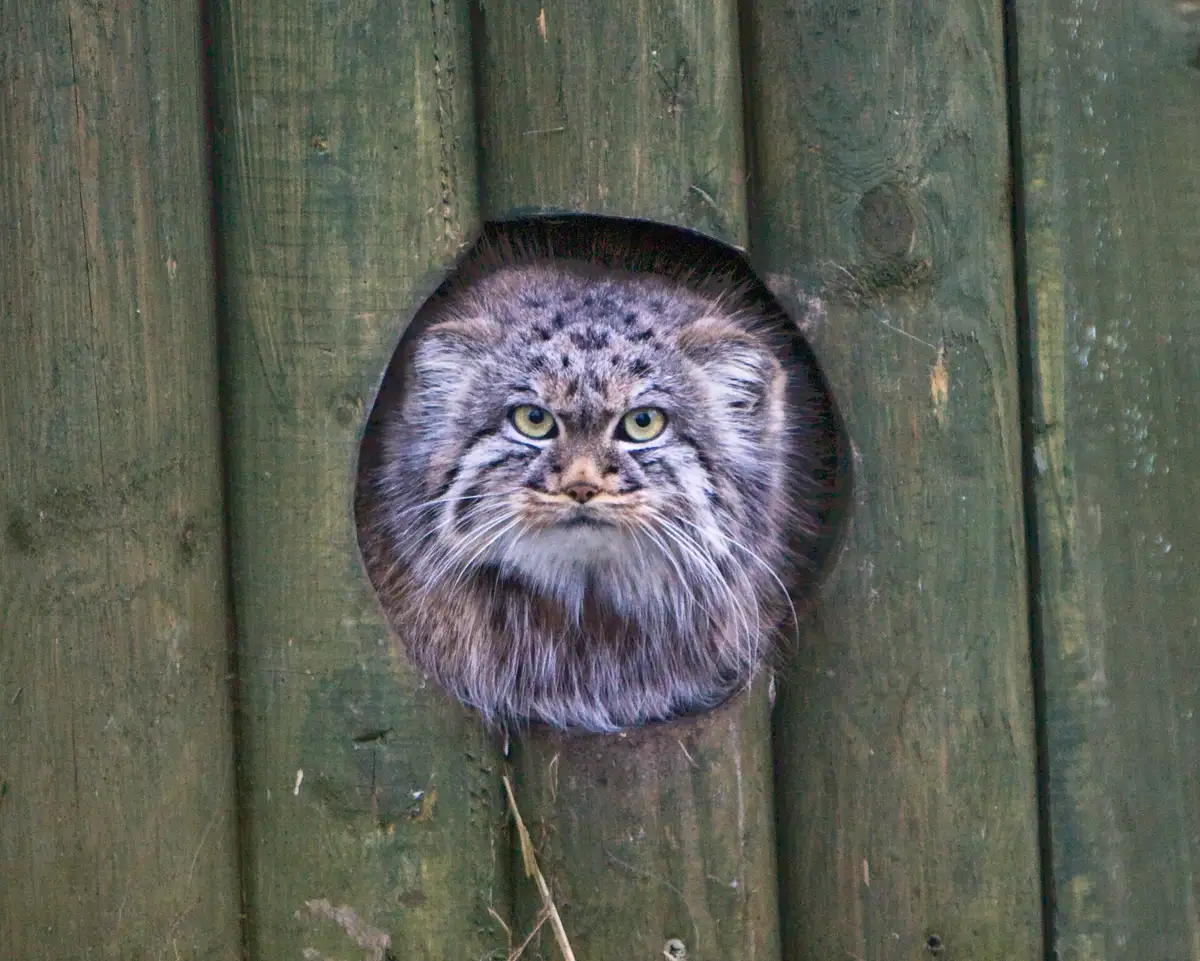 A Pallas's cat crouched and camouflaged among grey rocks