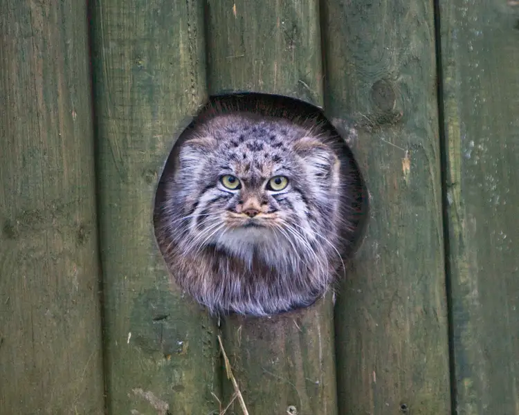 A camouflaged Pallas's cat among rocks