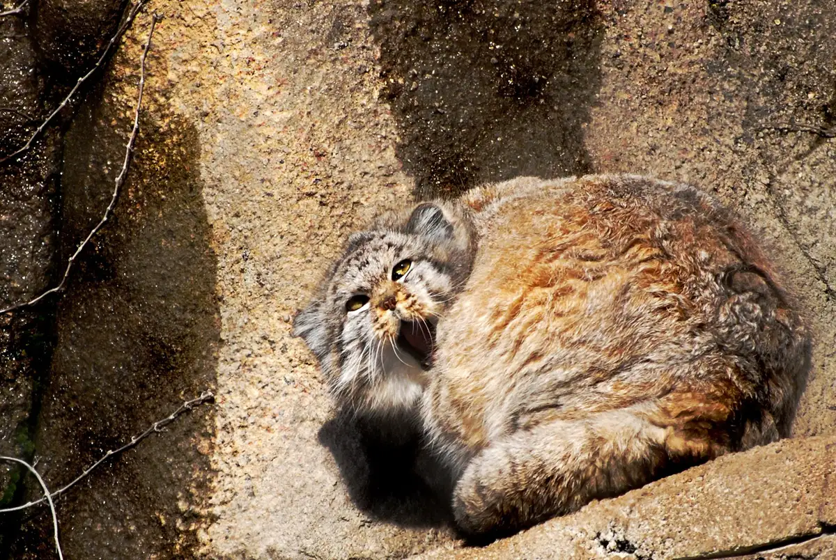 A lone Pallas's cat overlooking a vast steppe at golden hour