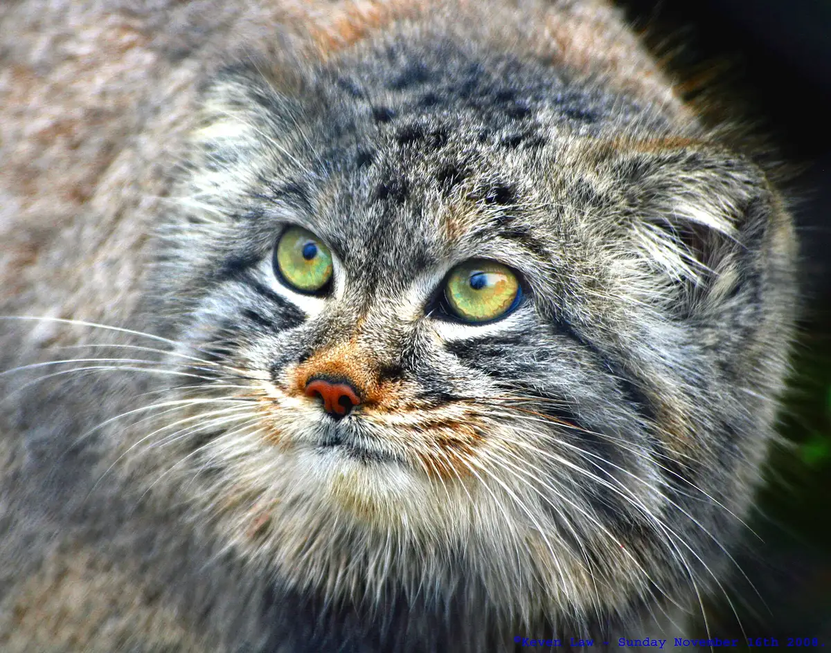 A Pallas's cat in a low stalking posture at dusk