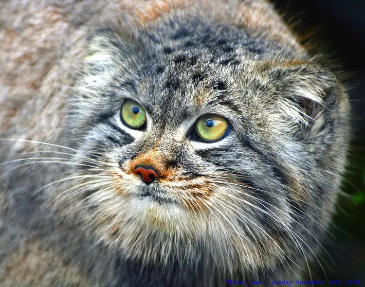 A Pallas's cat stalking at dusk