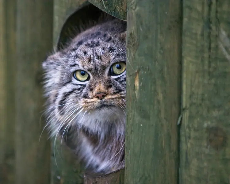 Pallas's cat with a grumpy expression sitting in snow