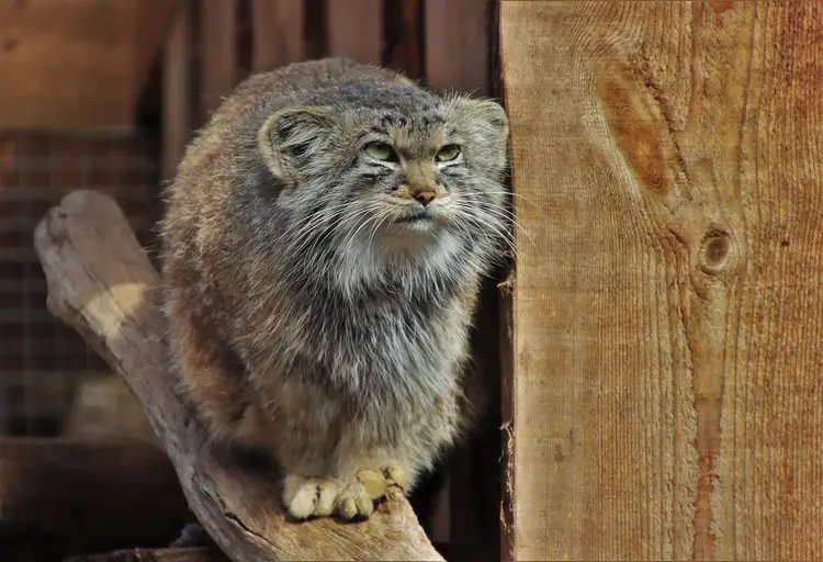 Full body profile of a Pallas's cat walking