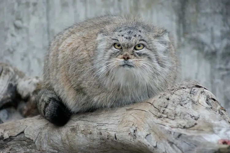 Close-up of a Pallas's cat's round pupils
