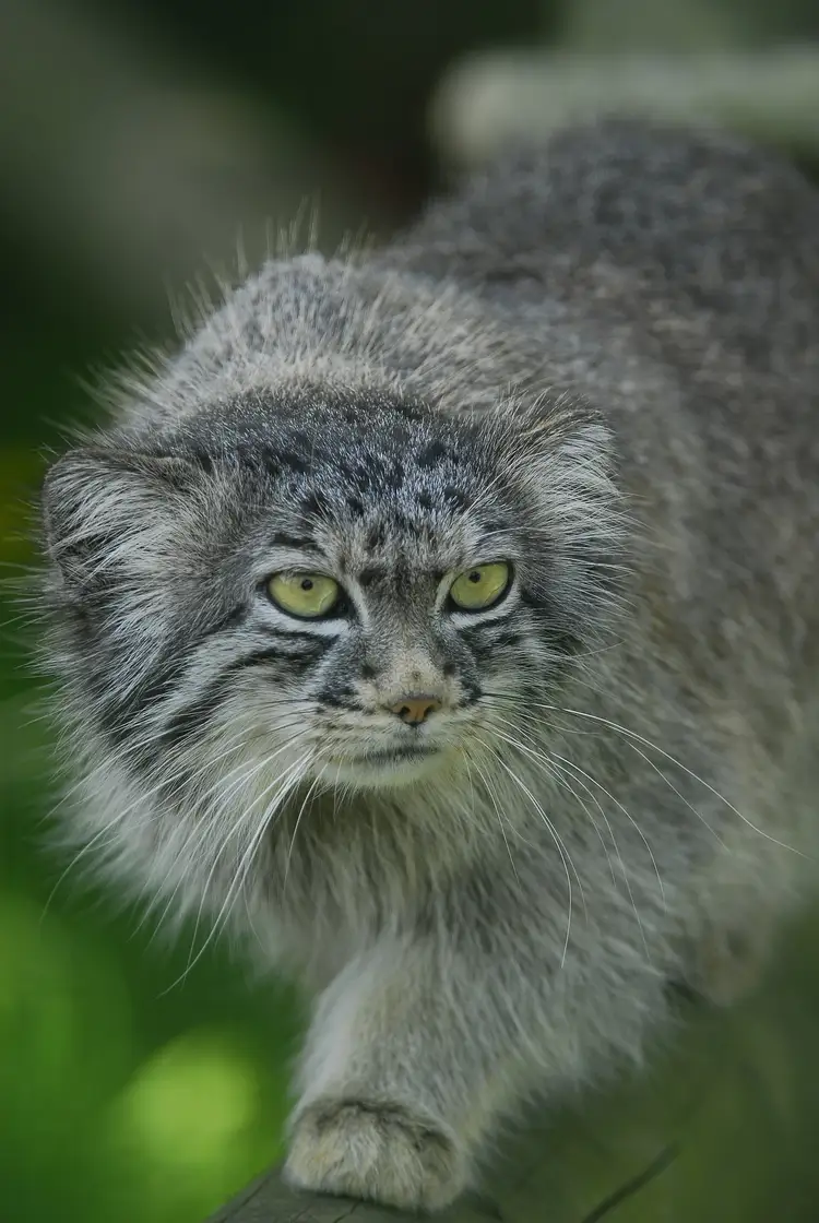 Pallas's cat peeking over a rock