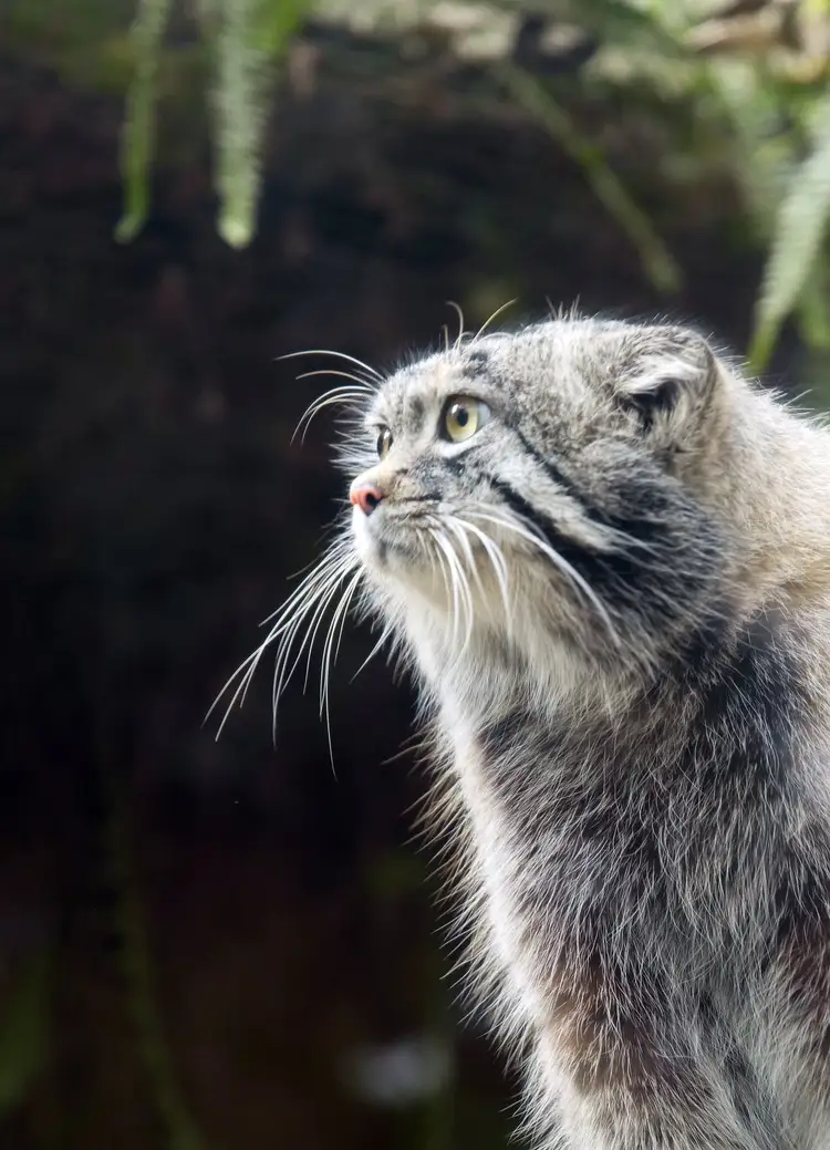 A Pallas's cat resting curled among rocks