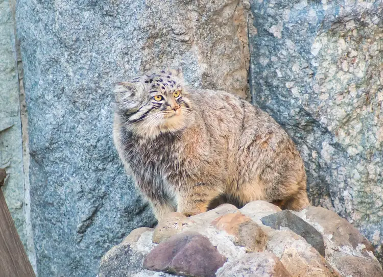 Pallas's cat in deep snow
