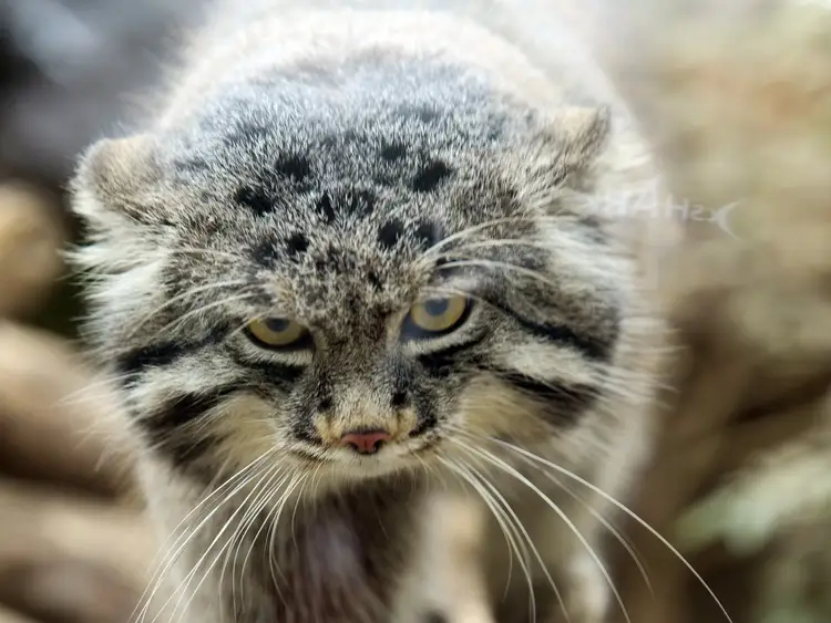 A Pallas's cat stretching up a rock
