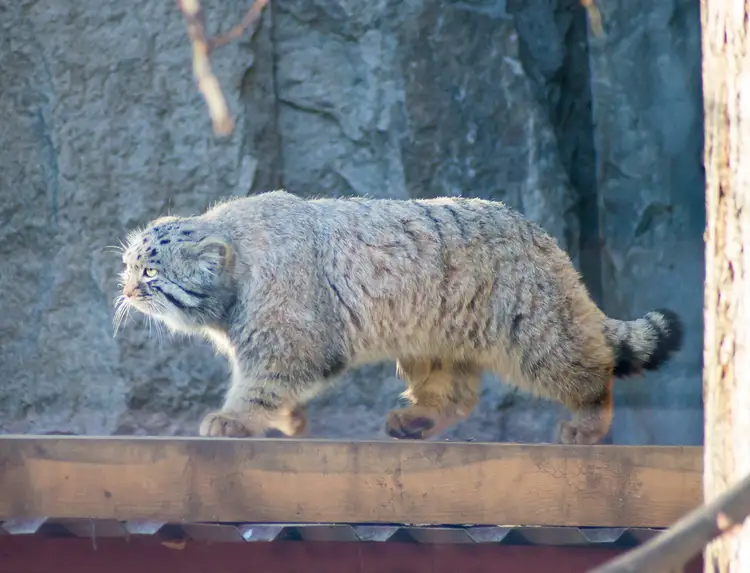 Pallas's cat yawning