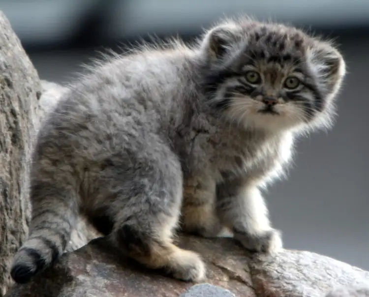 A young Pallas's cat kitten exploring rocky ground