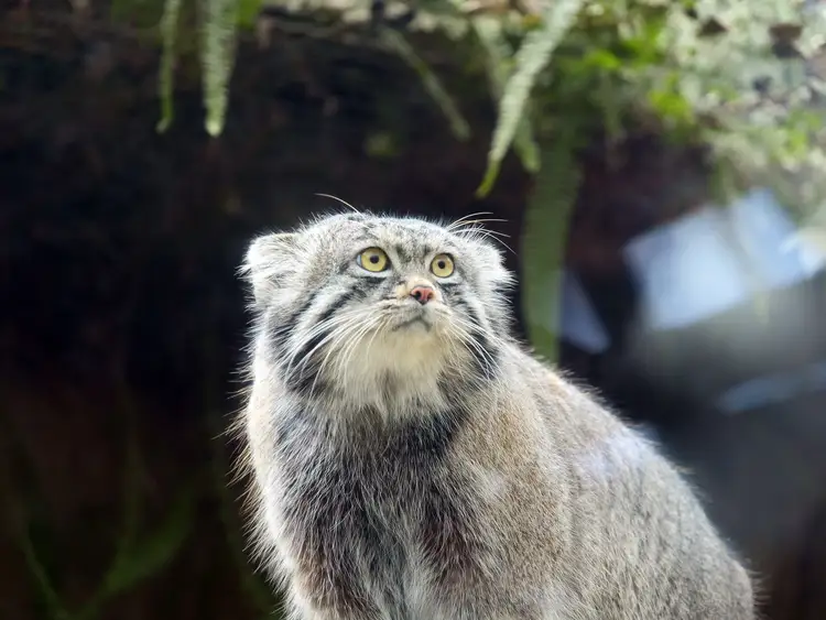 Pallas's cat hidden among golden grasses