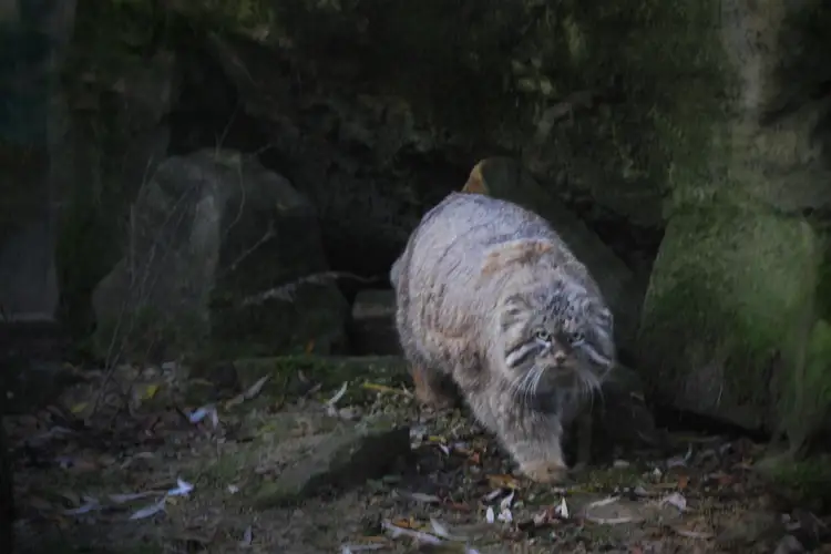 Pallas's cat on a high ridge at golden hour
