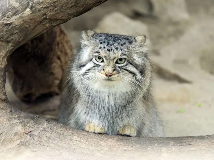 A Pallas's cat in autumn grassland