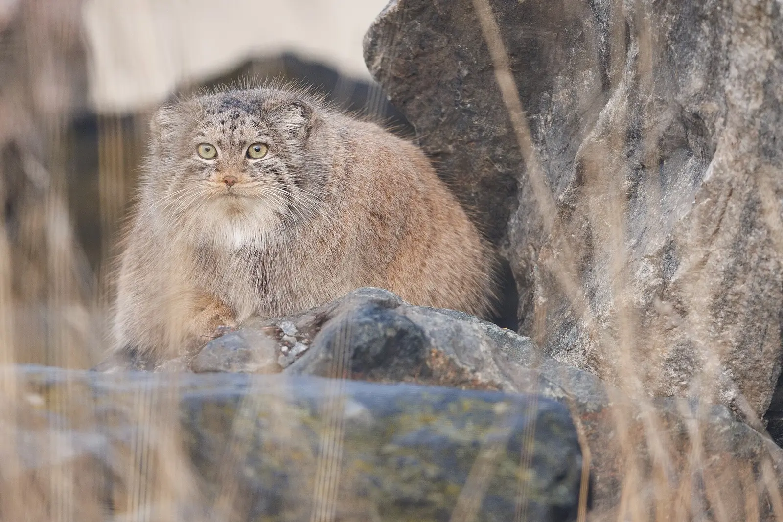 A Pallas's cat sitting on a frost-covered rock at dawn in the Mongolian steppe