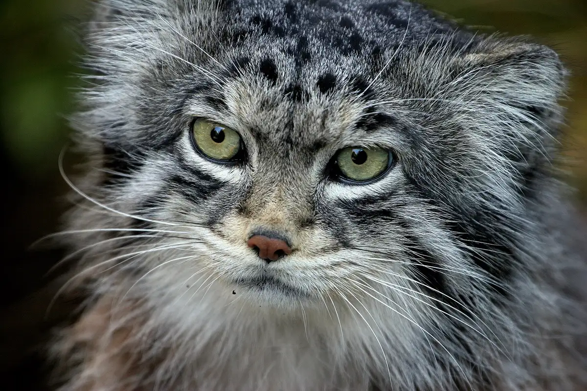 Close-up portrait of a Pallas's cat's distinctive flat face