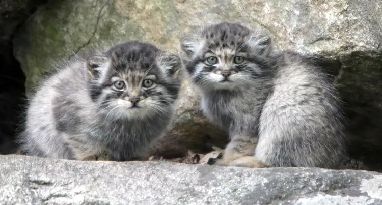 Two Pallas's cat kittens at a den entrance