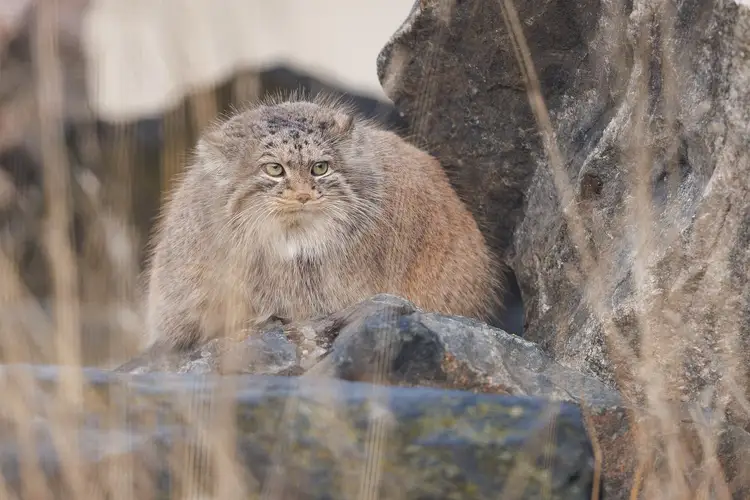 Macro texture of dense Pallas's cat fur